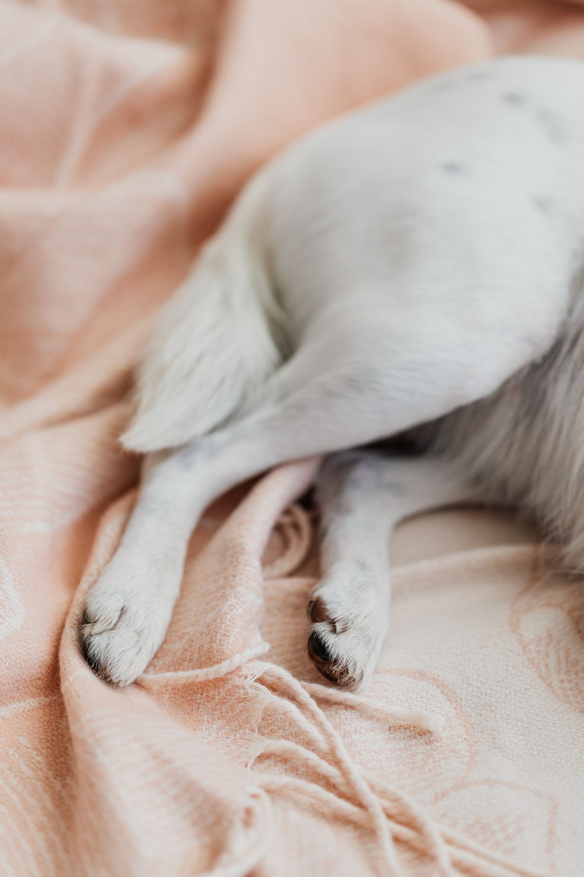 Dog paws resting on a soft blanket