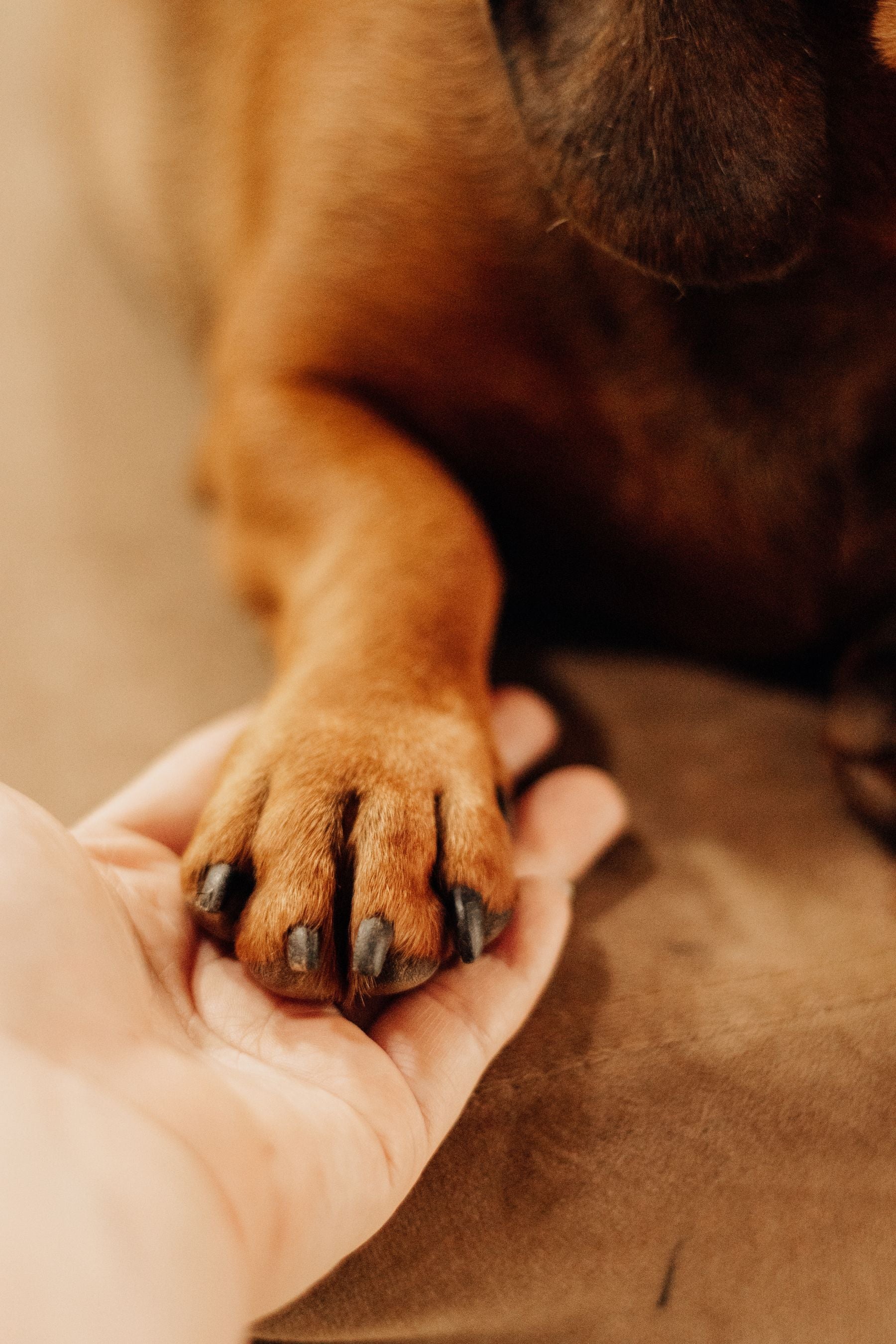 Human hand gently holding a dog's paw